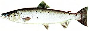 Atlantic salmon