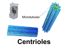 3D rendering of centrioles Blausen 0214 Centrioles.png