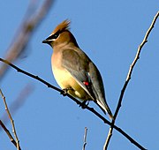 Bombycilla cedrorum.jpg