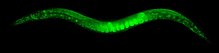 C. elegans adult with GFP coding sequence inserted into a histone-encoding gene by Cas9-triggered homologous recombination C. elegans.jpg