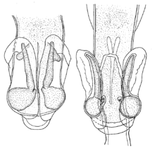 Staarteind van mannelijke Capillaria brochieri