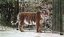 Caspian tiger.JPG