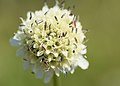 Cephalaria radiata