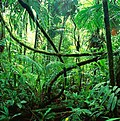 Thumbnail for Rainforest