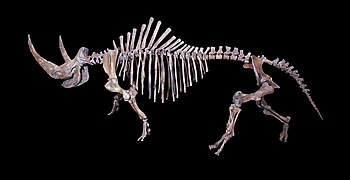 Rhinocéros laineux squelette complet.