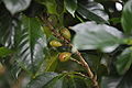 Koffieplant (coffea arabica)