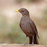 Common blackbird (Turdus merula mauretanicus) female