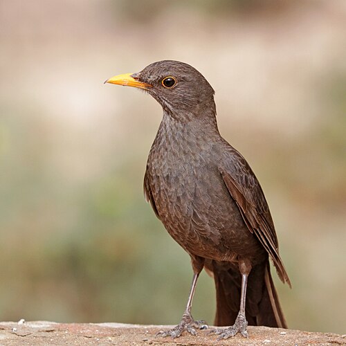 Самка подвида чёрного дрозда Turdus merula mauretanicus