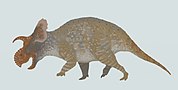 Crittendenceratops reconstruction