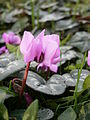 Cyclamen coum flower