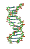 B-DNA