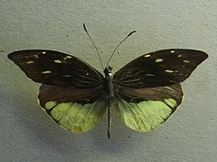 異形粉蝶 Lieinix nemesis
