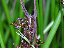 Juostuotasis plūdvoris (Dolomedes fimbriatus)