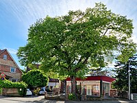 Winterlinde (Tilia cordata)