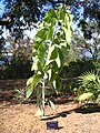 Elephant Ear Wattle in Kings Park.jpg