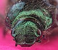 Detalle de un escarabajo verde de mayo (Anomala dubia).
