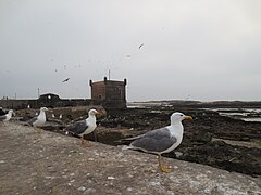 Sqala du Port, Îles Purpuraires, et goélands, depuis les remparts