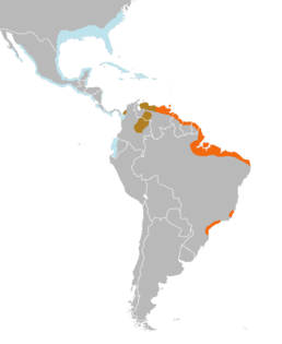 Мапа поширення представників: блакитний — ареал білого ібіса, помаранчевий — ареал червоного ібіса, коричневий — обидва види.