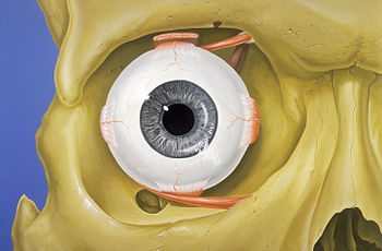 Nákres oční koule s okohybnými svaly v pravé očnici, která je součástí obličejové části lebky