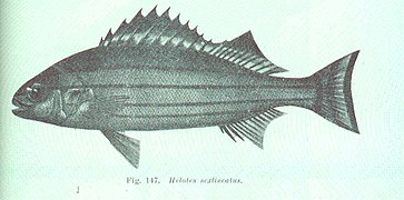 Helotes sexlineatus.