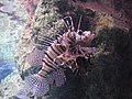 Pterois mombasae