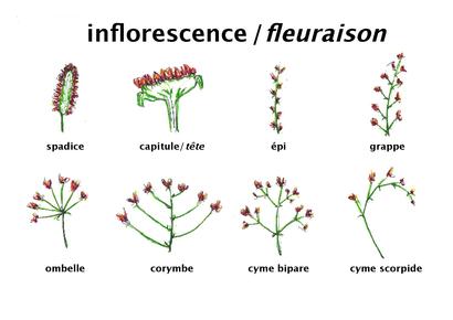 Huit des formes d'inflorescence les plus courantes.