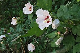 Common hibiscus