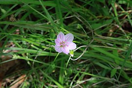 Virginia spring beauty of upper Rock Creek in 2021