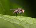 Unidentified fly (Stuttgart, Germany)