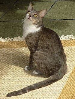 brazilian shorthair bleu bicolor