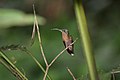 Rufous-breasted hermit