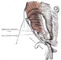 Inelul inghinal abdominal.