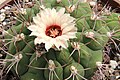 Gymnocalycium pflanzii