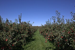 Яблоневый сад сорта Ханикриспruen