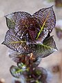 Hydrangea macrophylla "Qizil farishta"