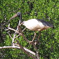 Ibis malgache