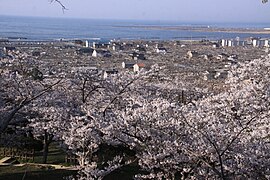 Sicht vom Hiyoriyama-kouen-Park (日和山公園) aus herab auf Zerstörungen in Minamihama, Wochen nach dem Tsunami zur Sakura-Blütezeit (Foto: 25. April 2011)