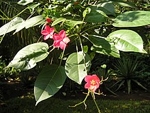 Jatropha integerrima 1.jpg