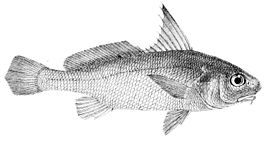 Johnius amblycephalus