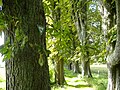 Allee mit Naturdenkmalzeichen