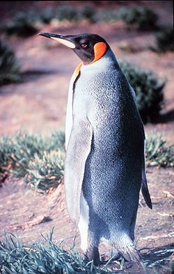 Pinguino imperatore sull'isola di Heard