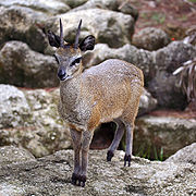 Kap-Klippspringer (Oreotragus oreotragus)