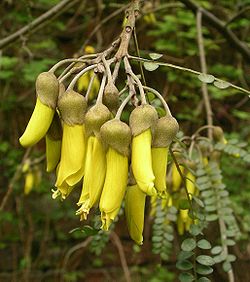 Sofora (Sophora tetraptera)