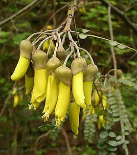 Taupo Kowhai (Sophora tetraptera)