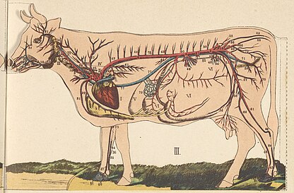 La_Vacca_-_Regioni_Esterne_del_Corpo,_Scheletro,_Sistema_Vasale,_Muscoli,_Organi_Interni_-_DPLA_-_92d19cca0d378d99de89db03b1e2ba0d_(page_2)