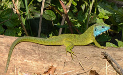 Lacerta viridis een reptiel (oostelijke smaragdhagedis)