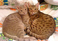Lavender spotted ocicat with chocolate spotted ocicat