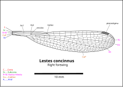 Drawing of Lestes wing