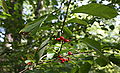 Common Spicebush, Lindera benzoin