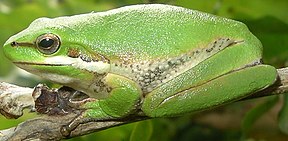 Eastern Dwarf Tree Frog (Litoria fallax)